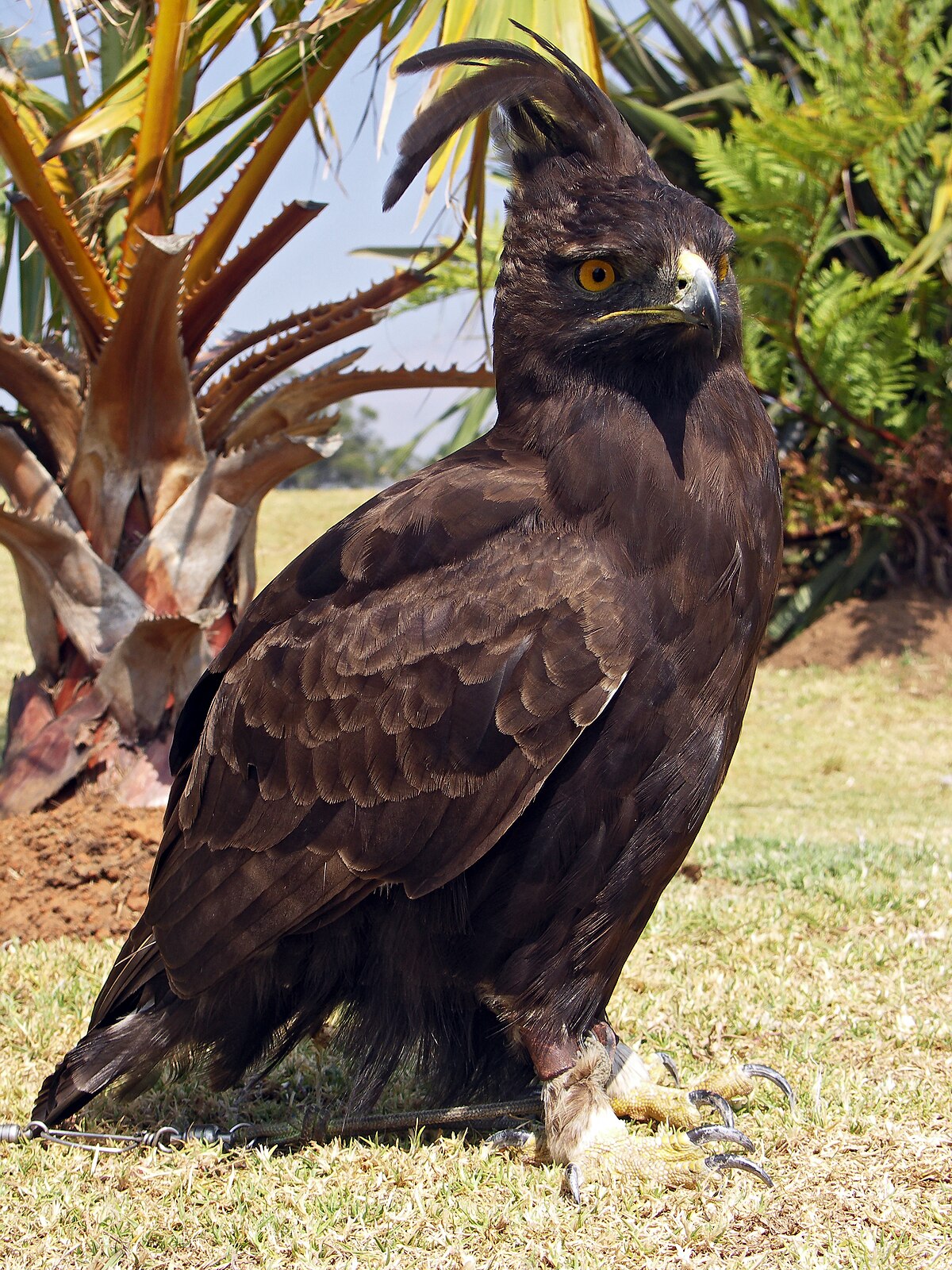 Aigle huppard