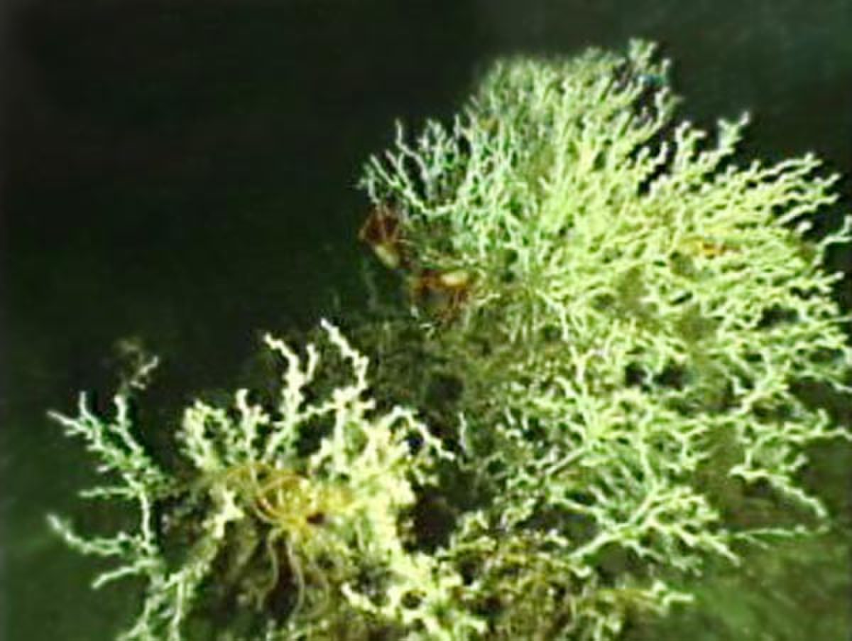 Caryophylliidae