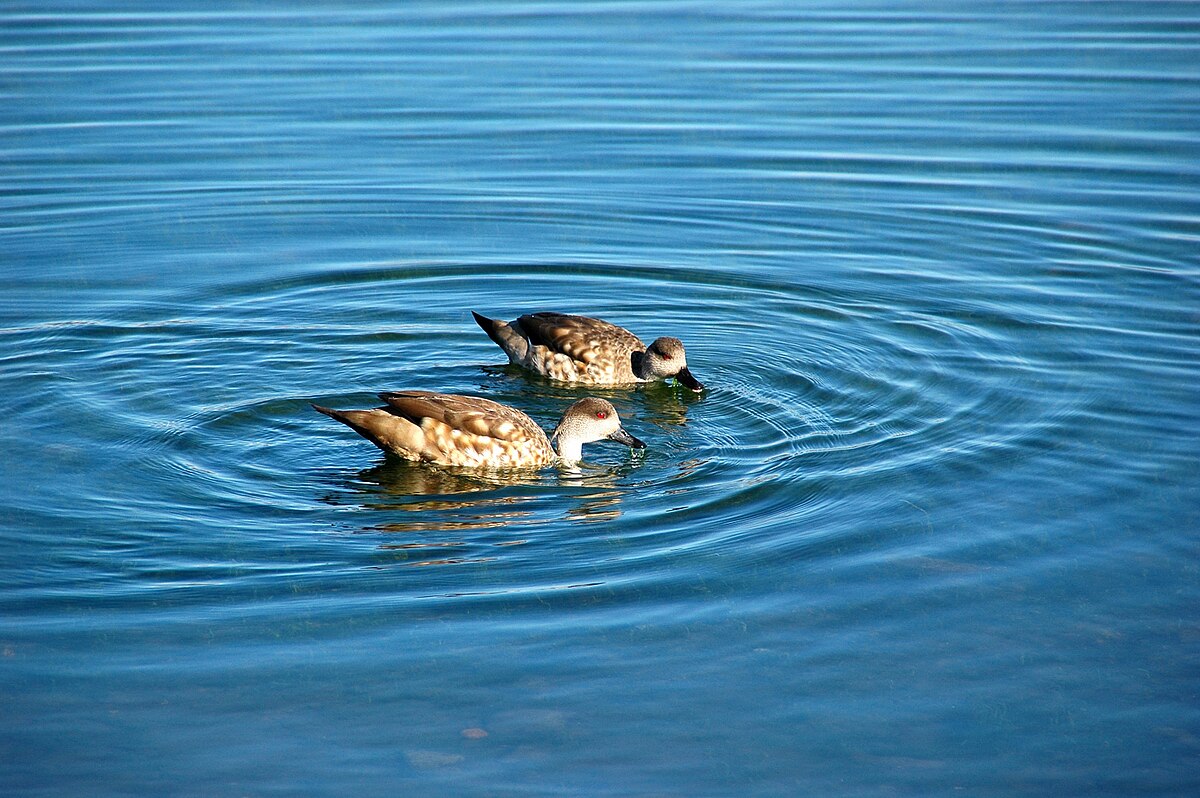 Canard huppé