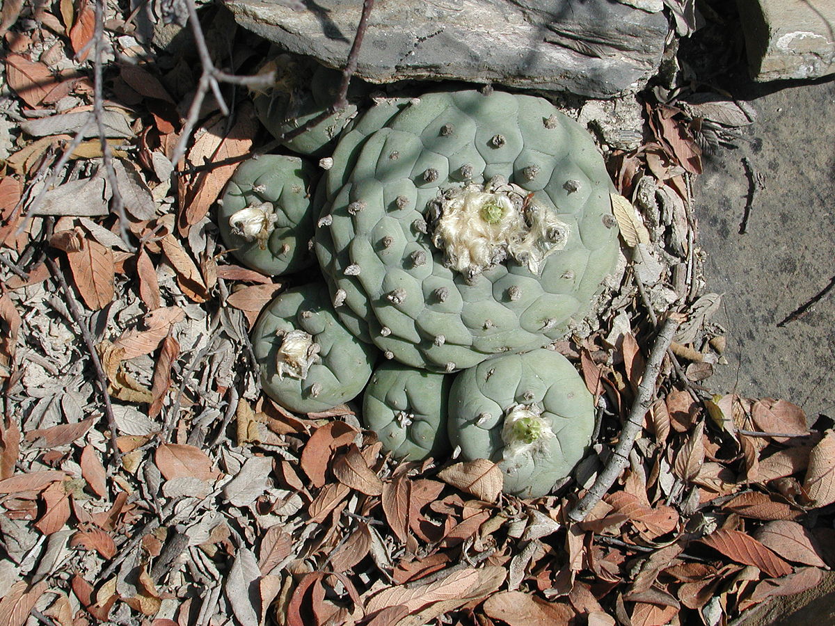 Lophophora diffusa