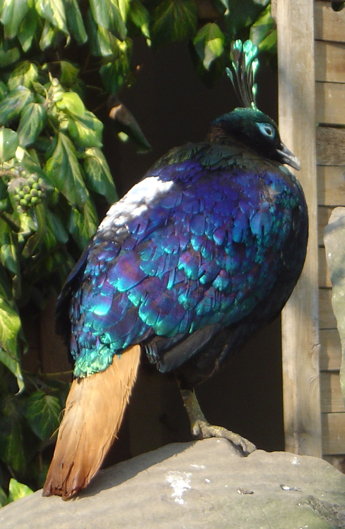 Lophophorus