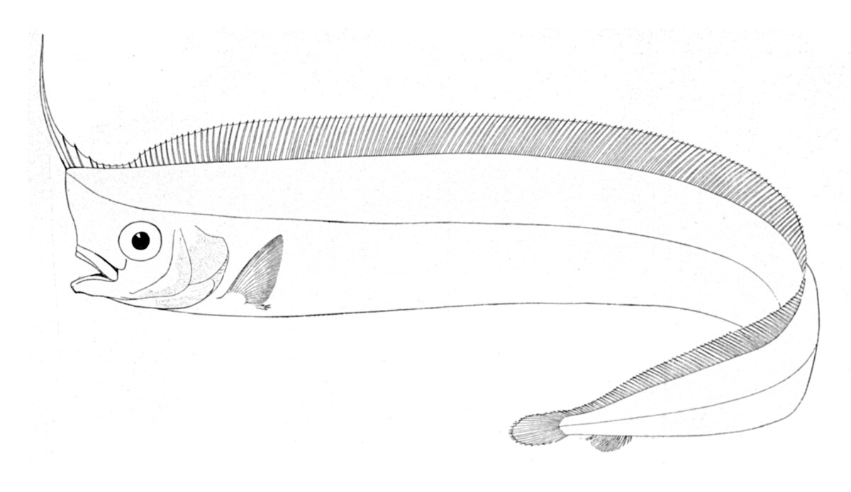 Lophotidae