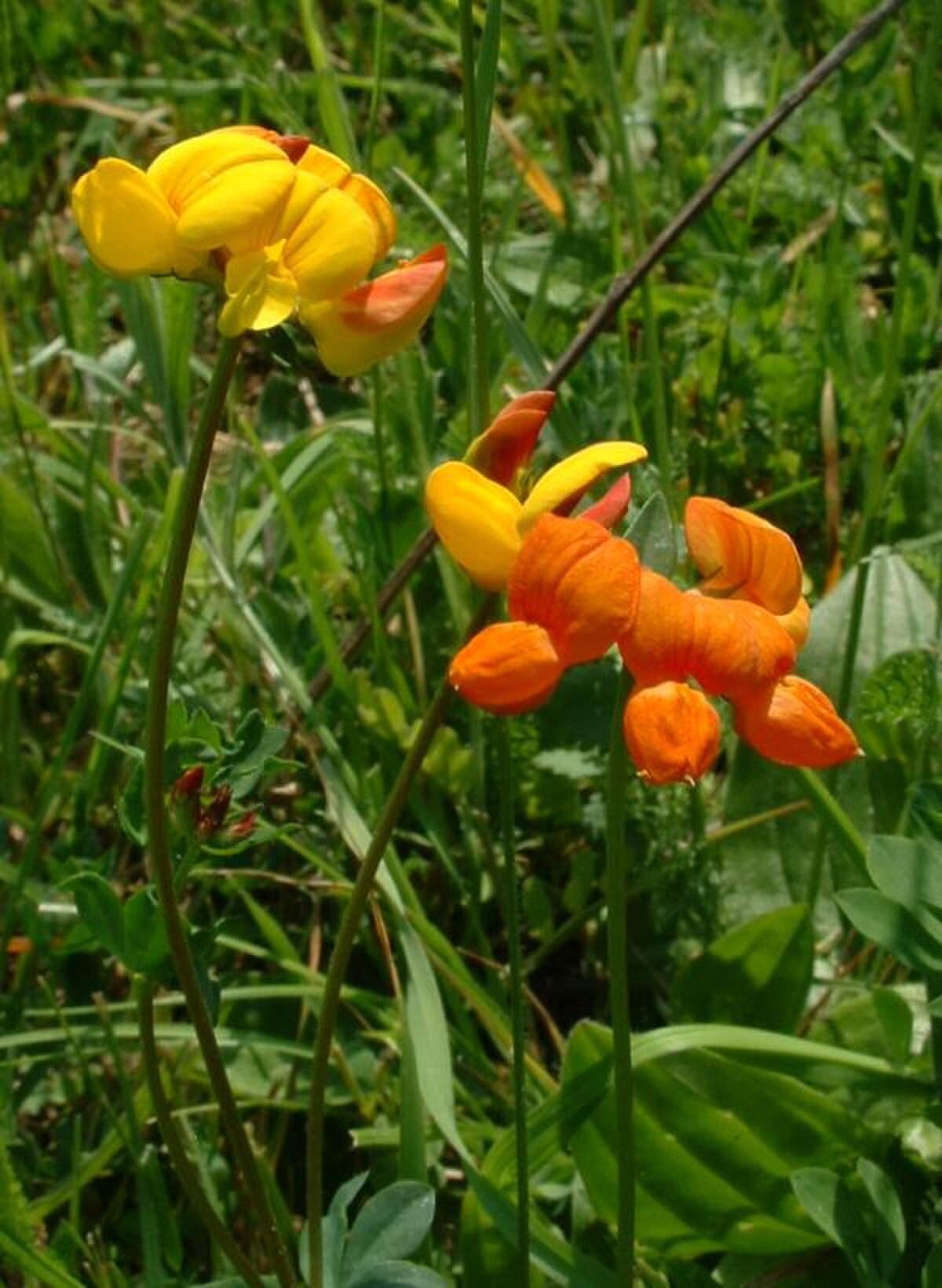 Lotier corniculé en fleurs