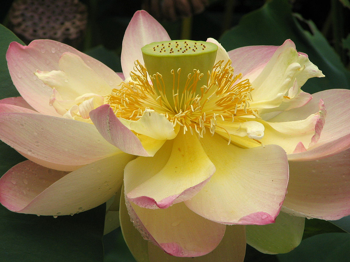 Nelumbonaceae