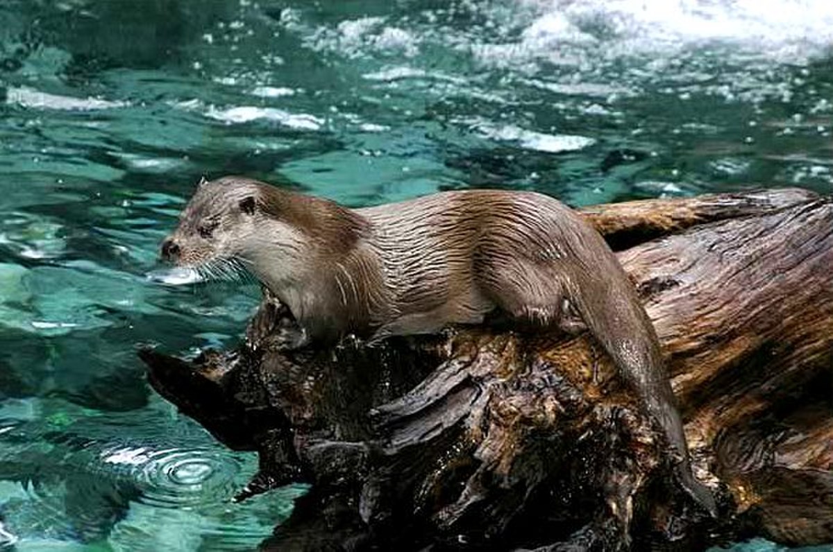 Loutre d'Europe