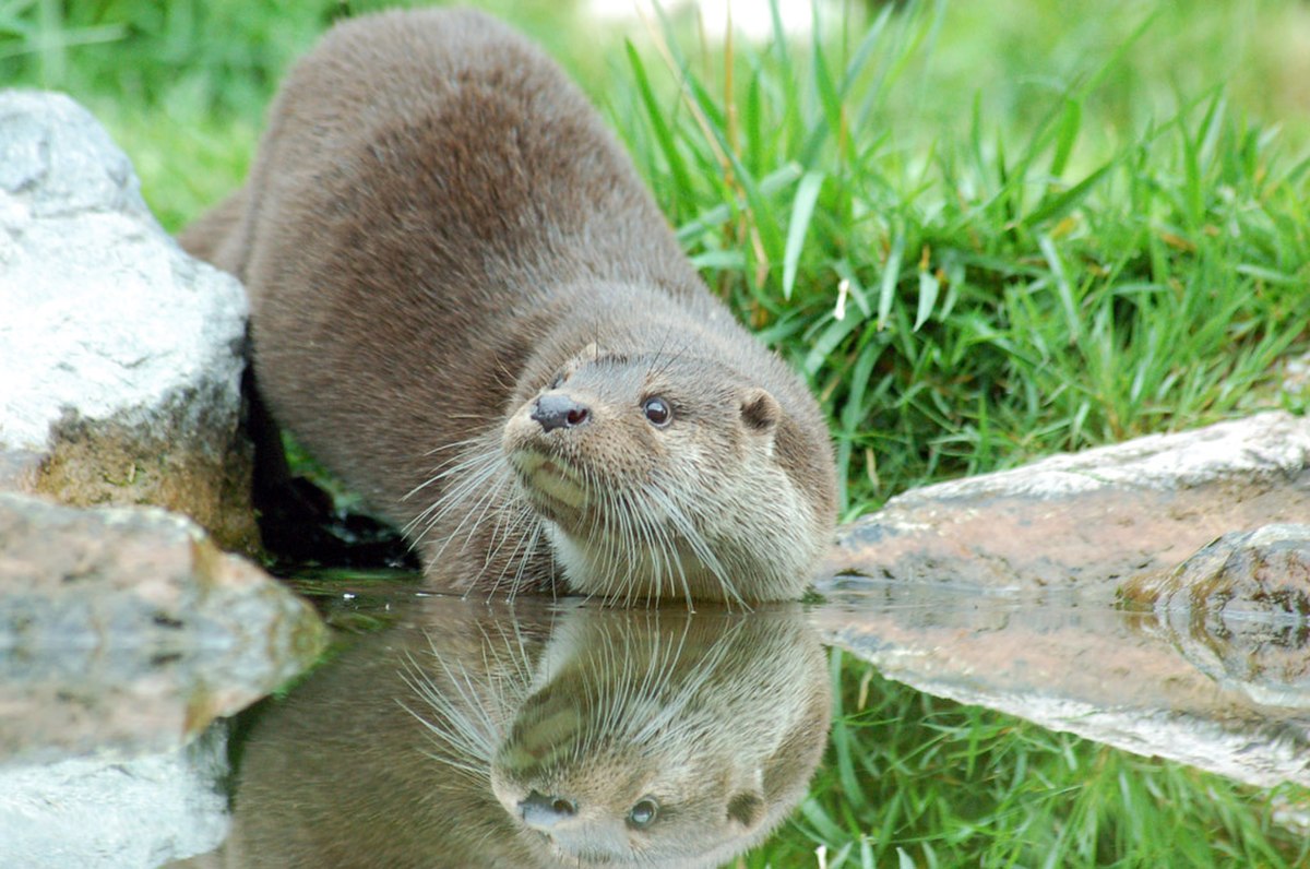 Loutre1.jpg