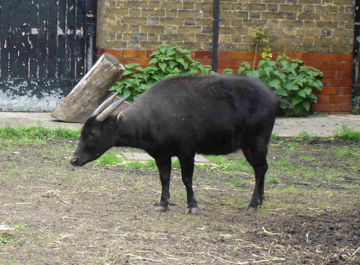 Bubalus depressicornis