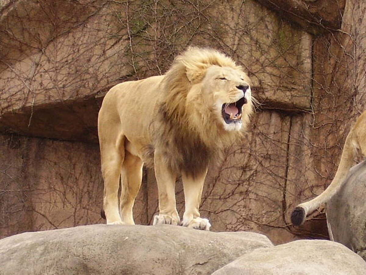 Lpzlion.JPG