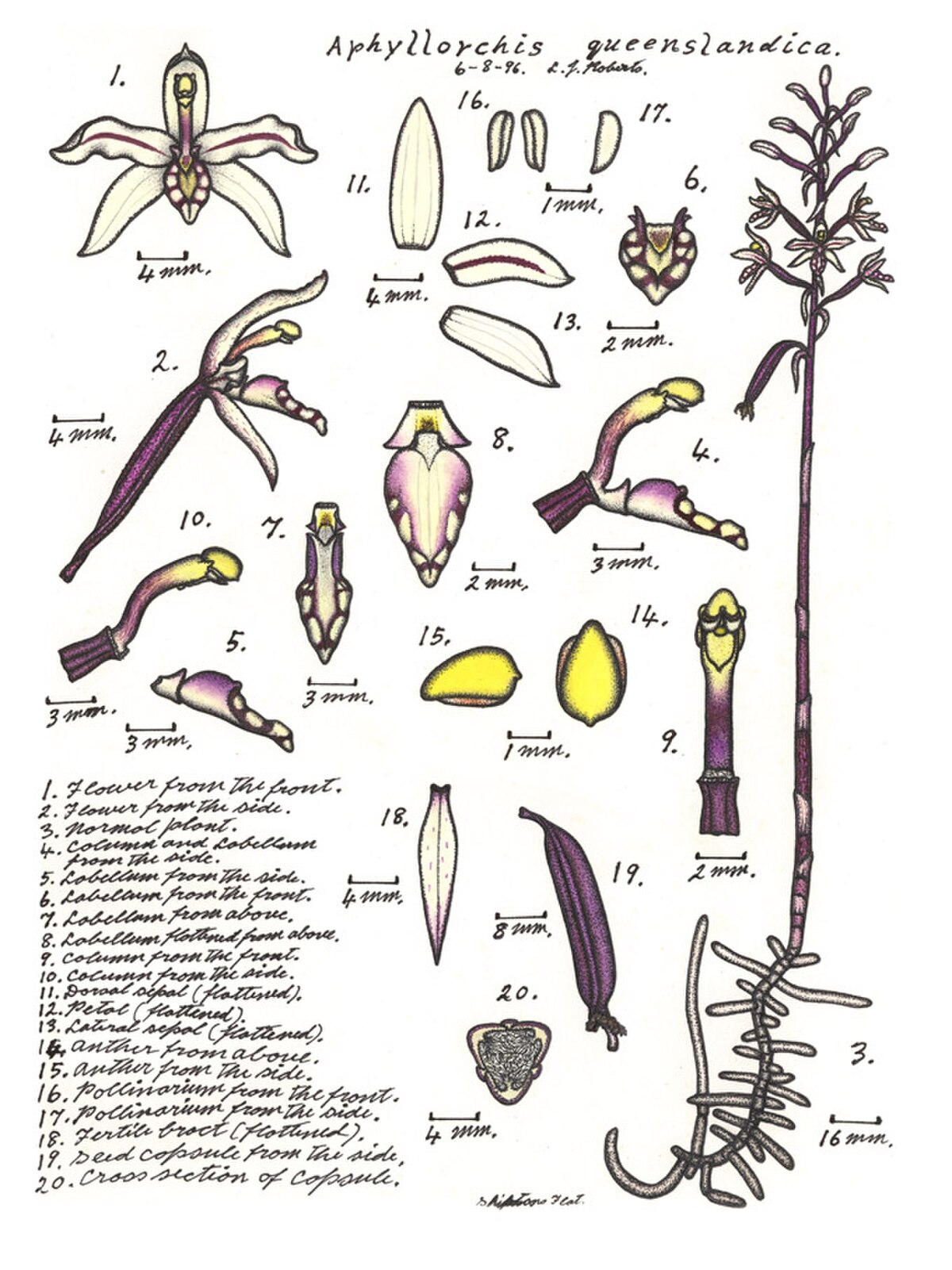 Aphyllorchis
