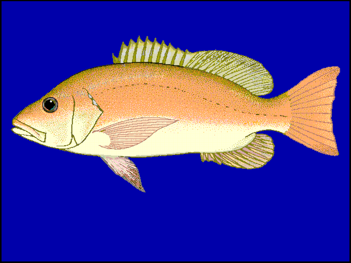 Vivaneau africain rouge (Lutjanus agennes)