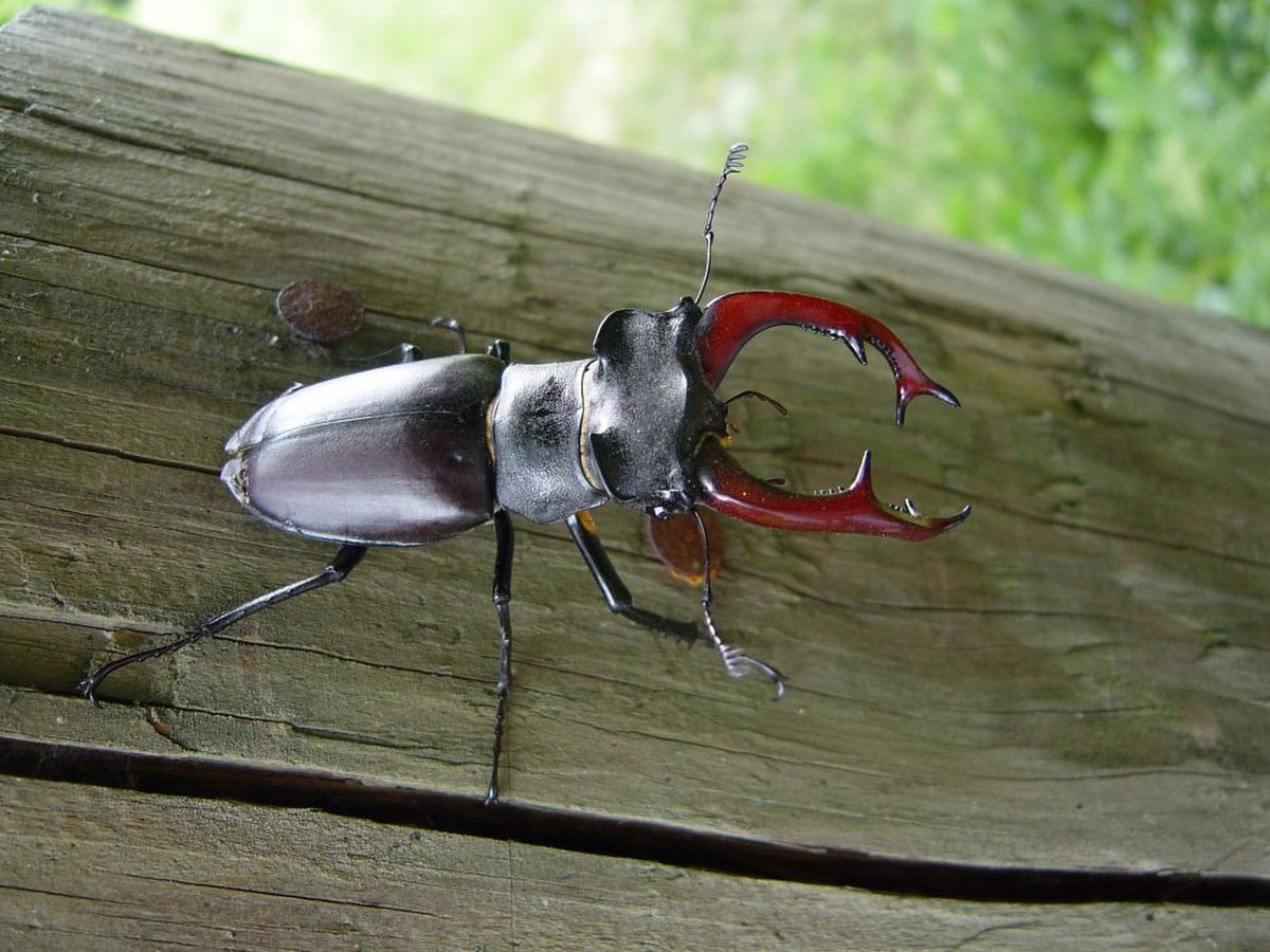 Coleoptera (classification phylogénétique)
