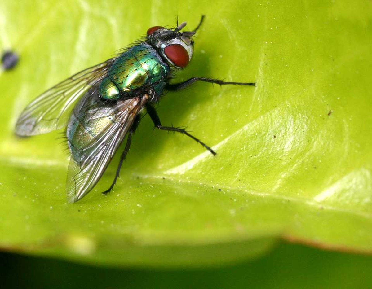 Calliphoridae