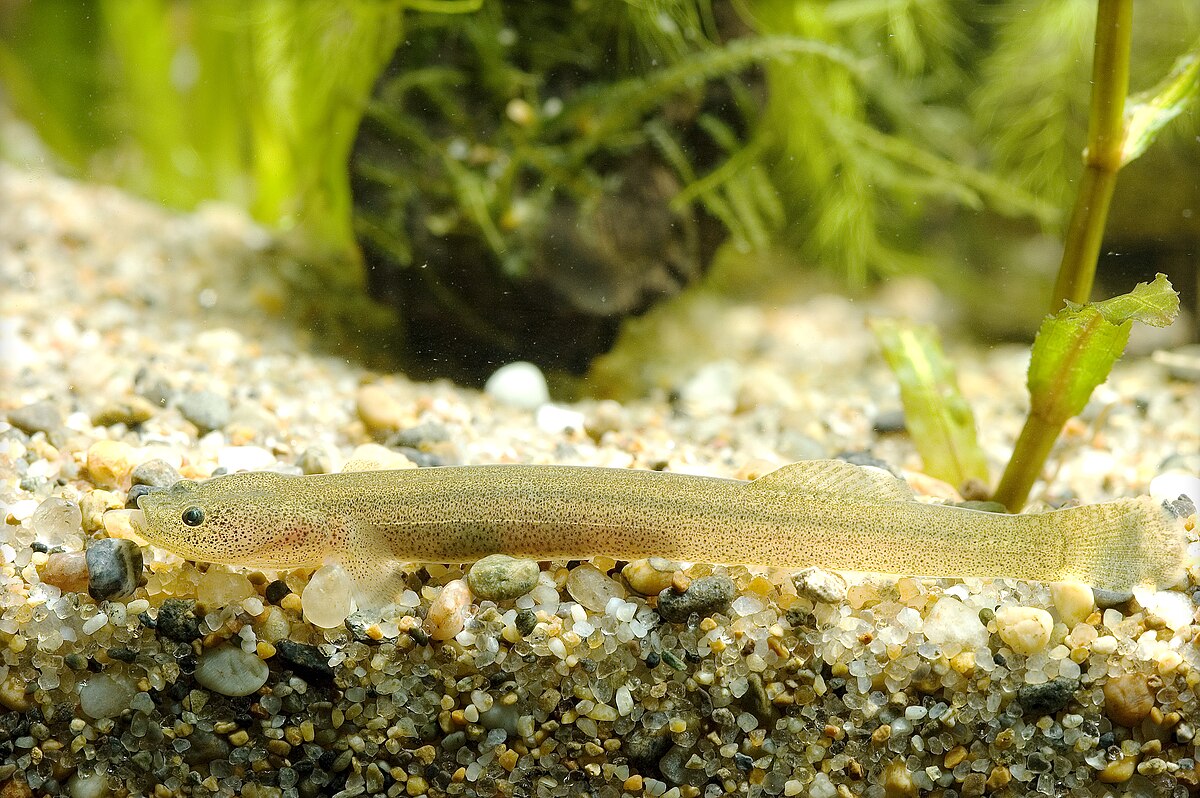 Gobionellinae