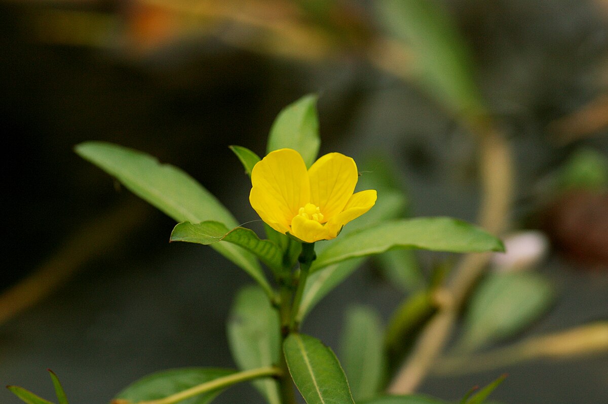 Ludwigia peploides