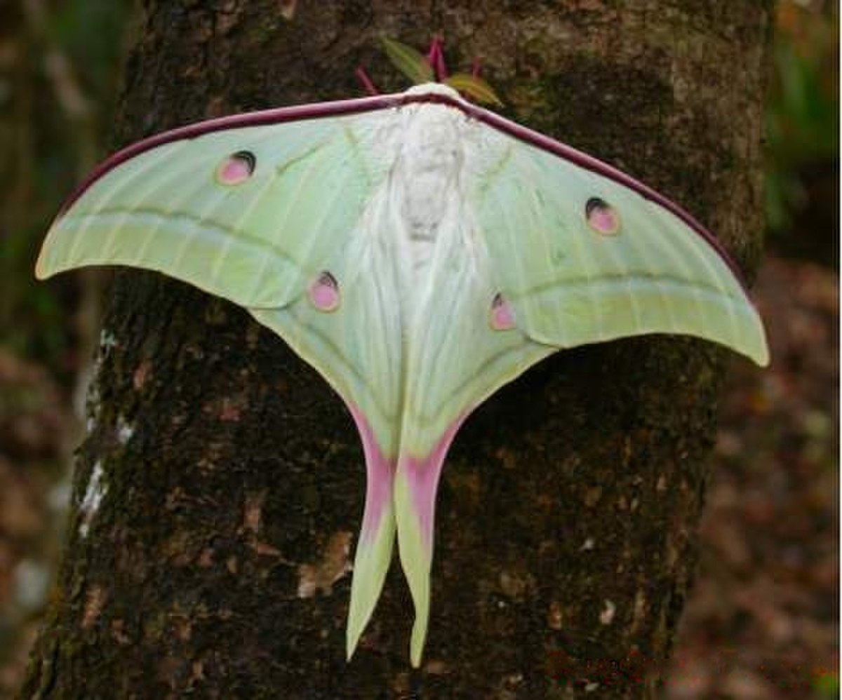Actias