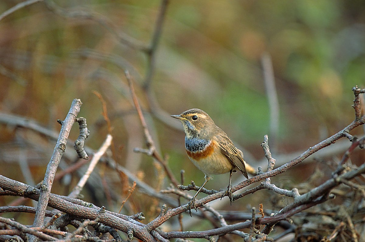 Muscicapidae