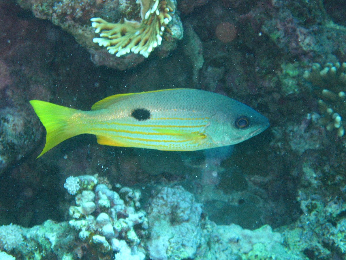 Lutjanus ehrenbergii