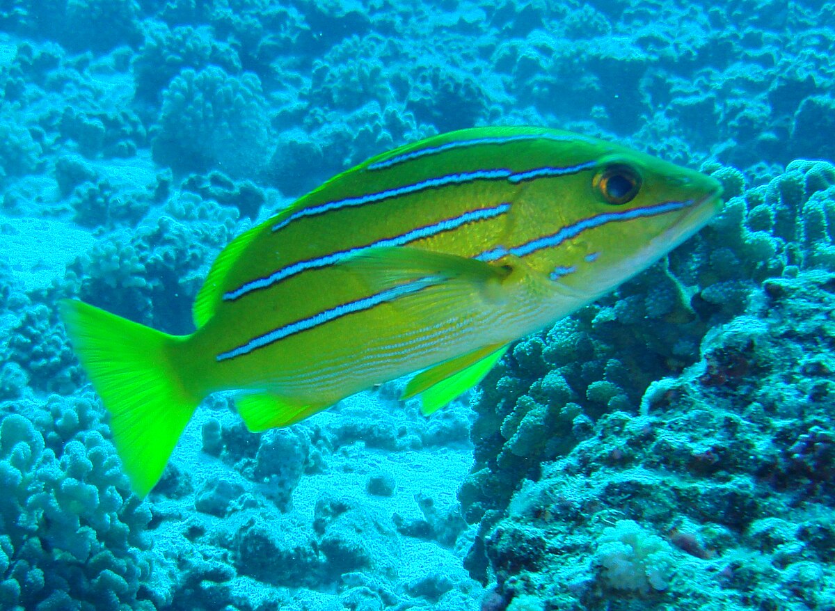 Lutjanus