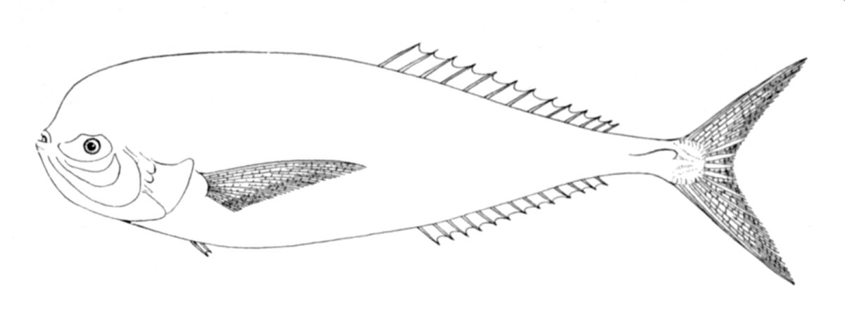 Luvarus imperialis