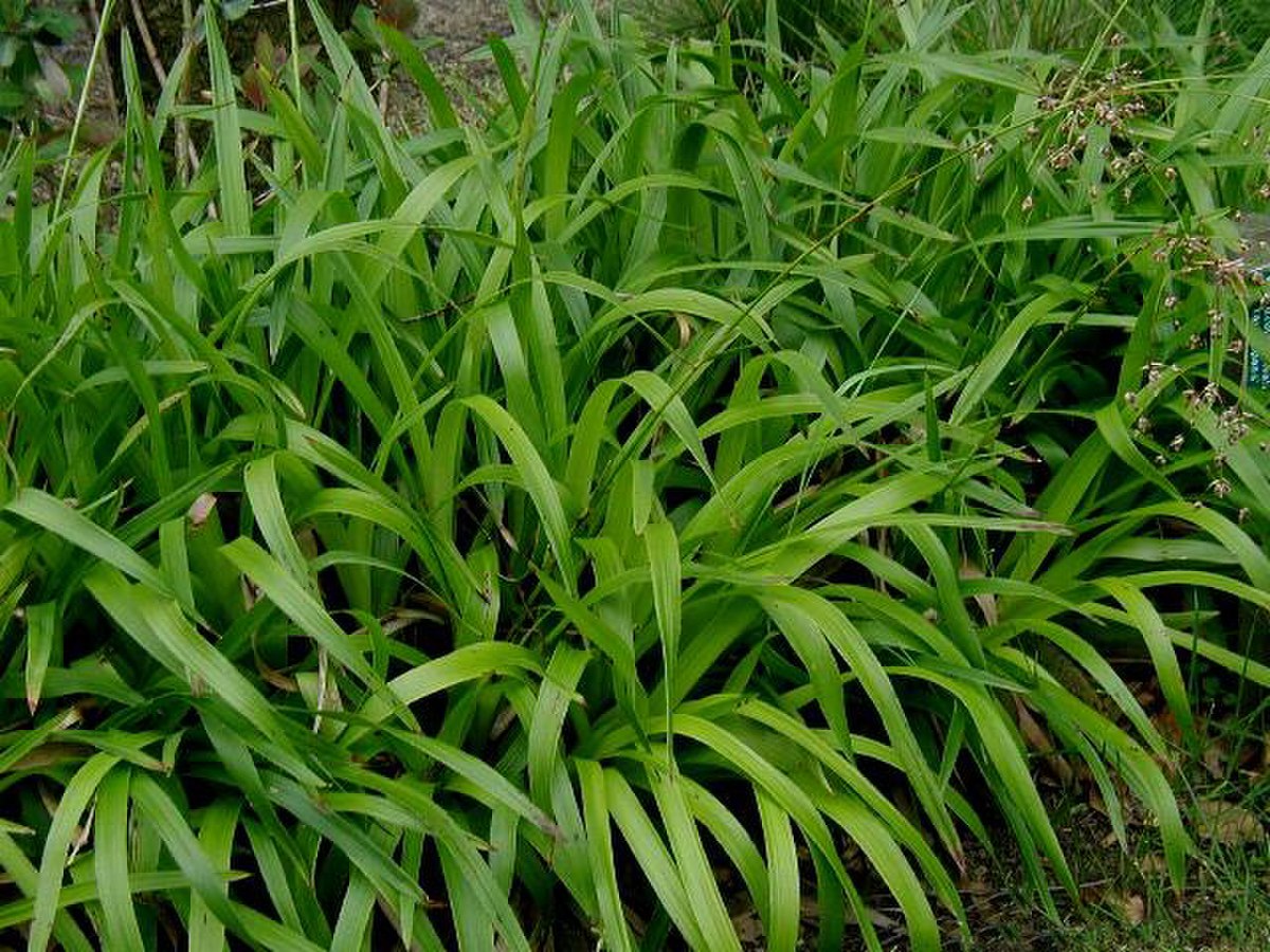 Juncaceae