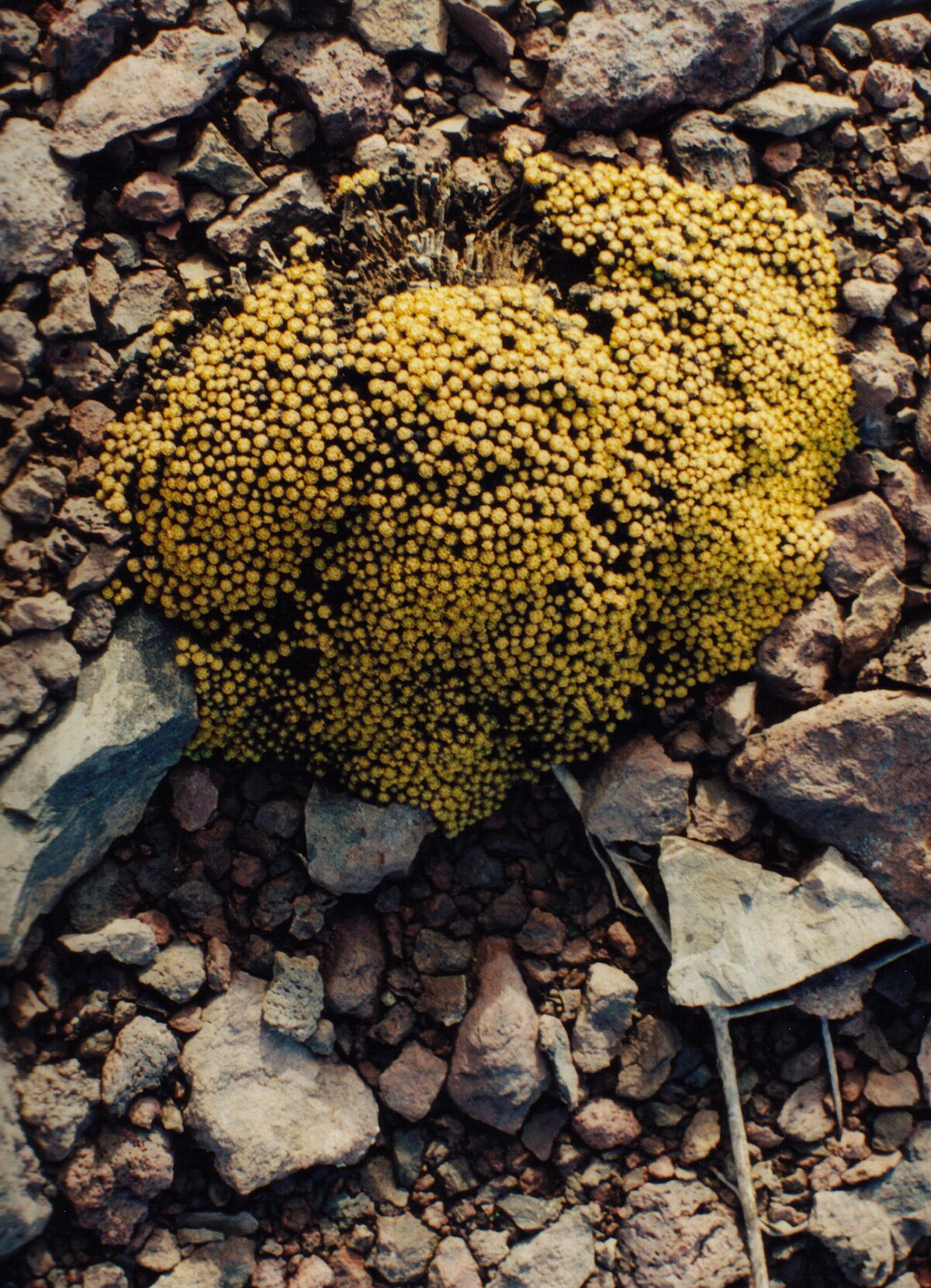 Hectorellaceae
