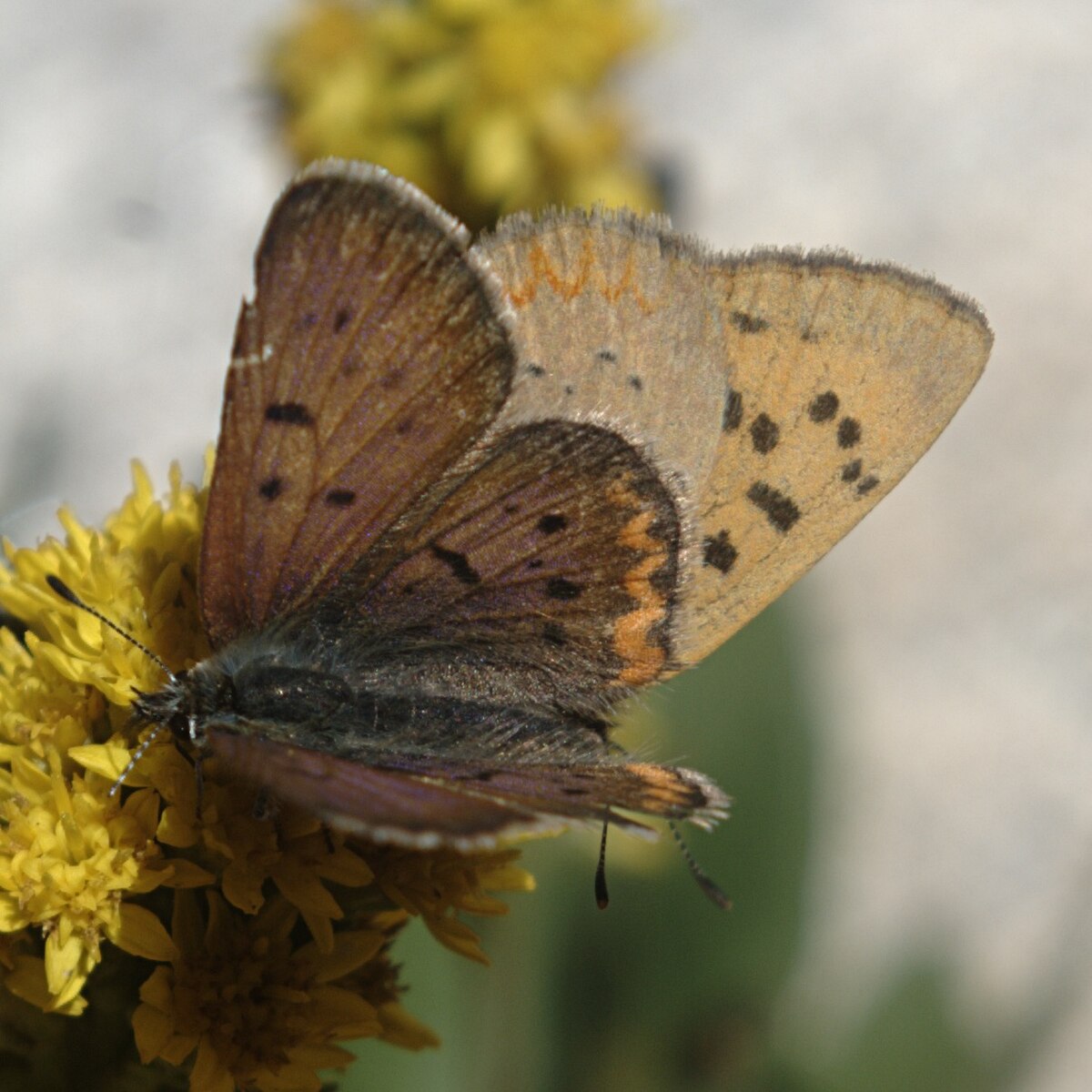 Lycaena helloides