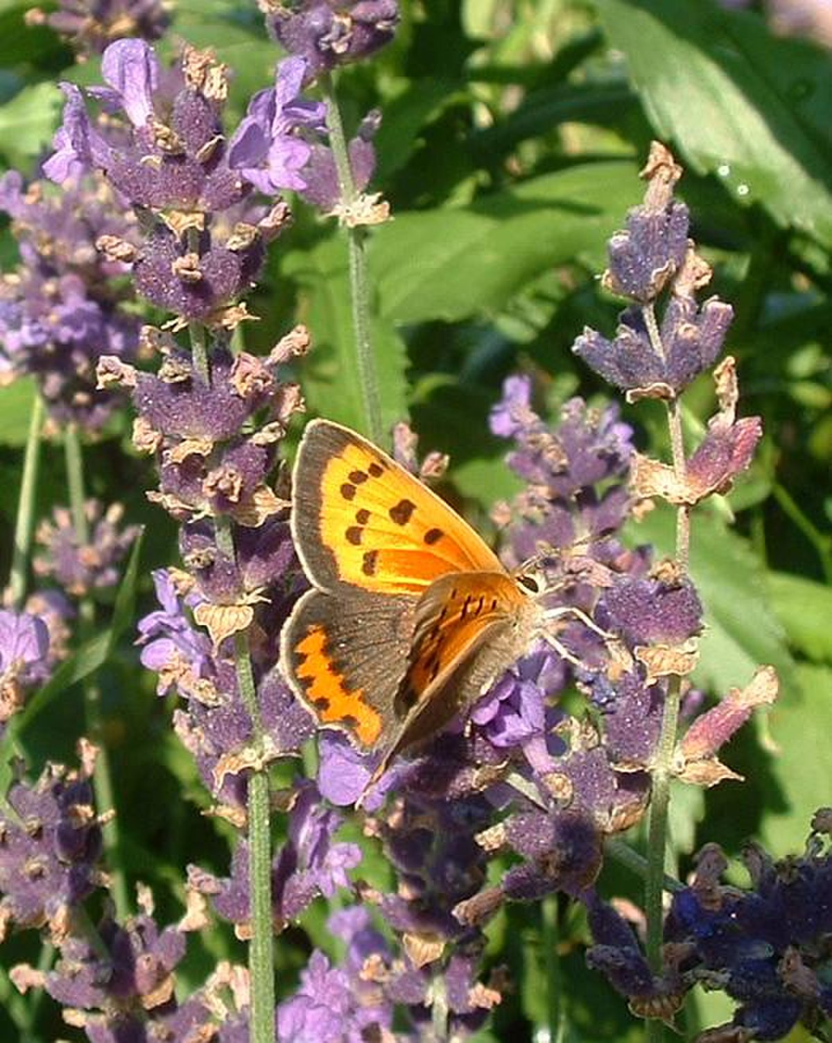 Lycaena phlaeas