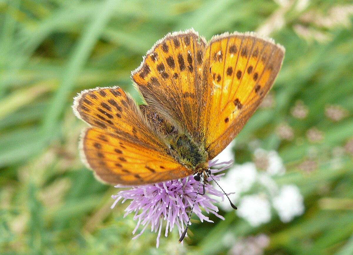 Cuivré de la verge d'or (femelle)