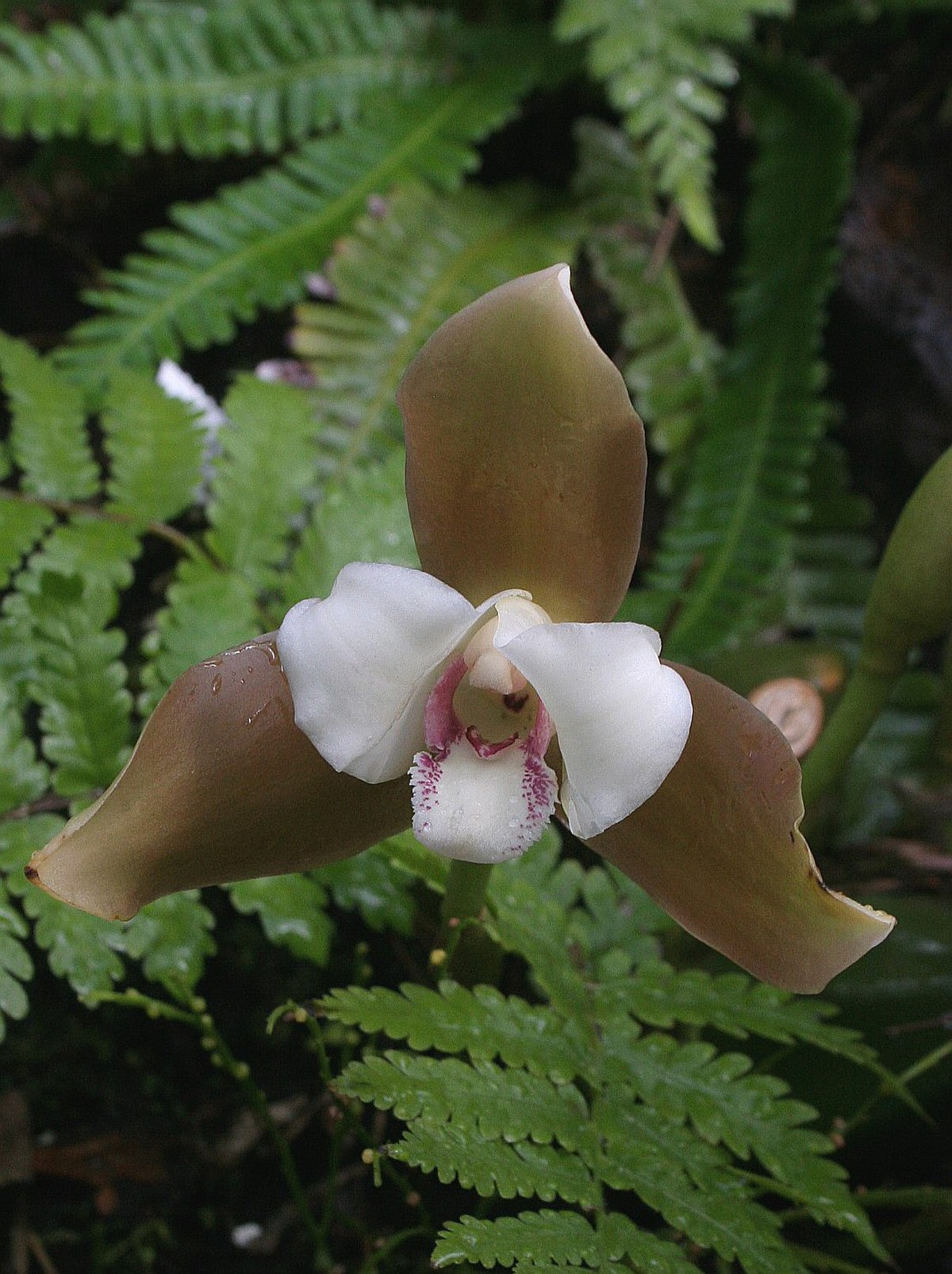 Lycaste