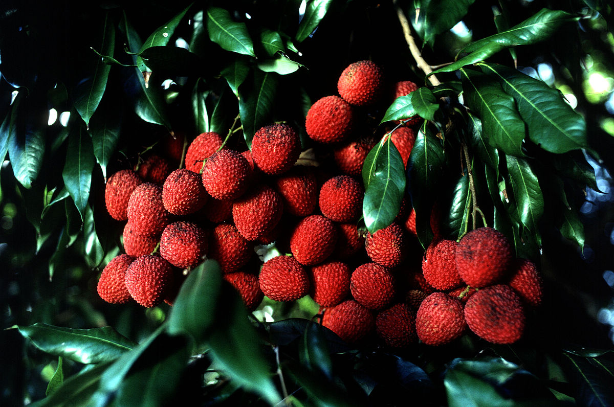 Sapindales