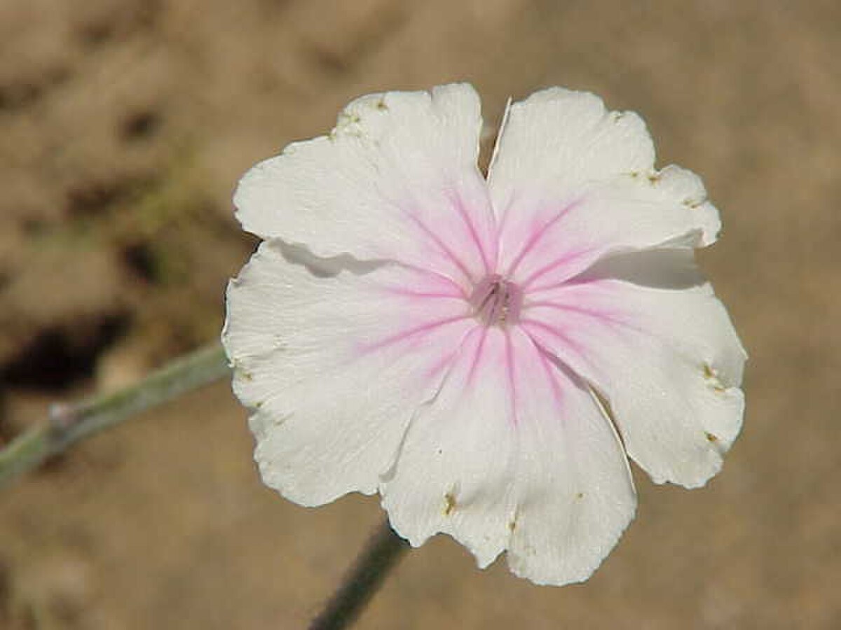 Coquelourde des jardins
