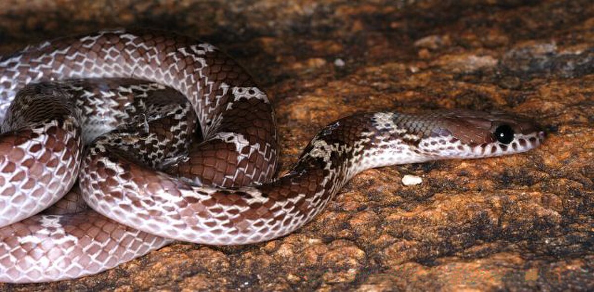 Lycodon