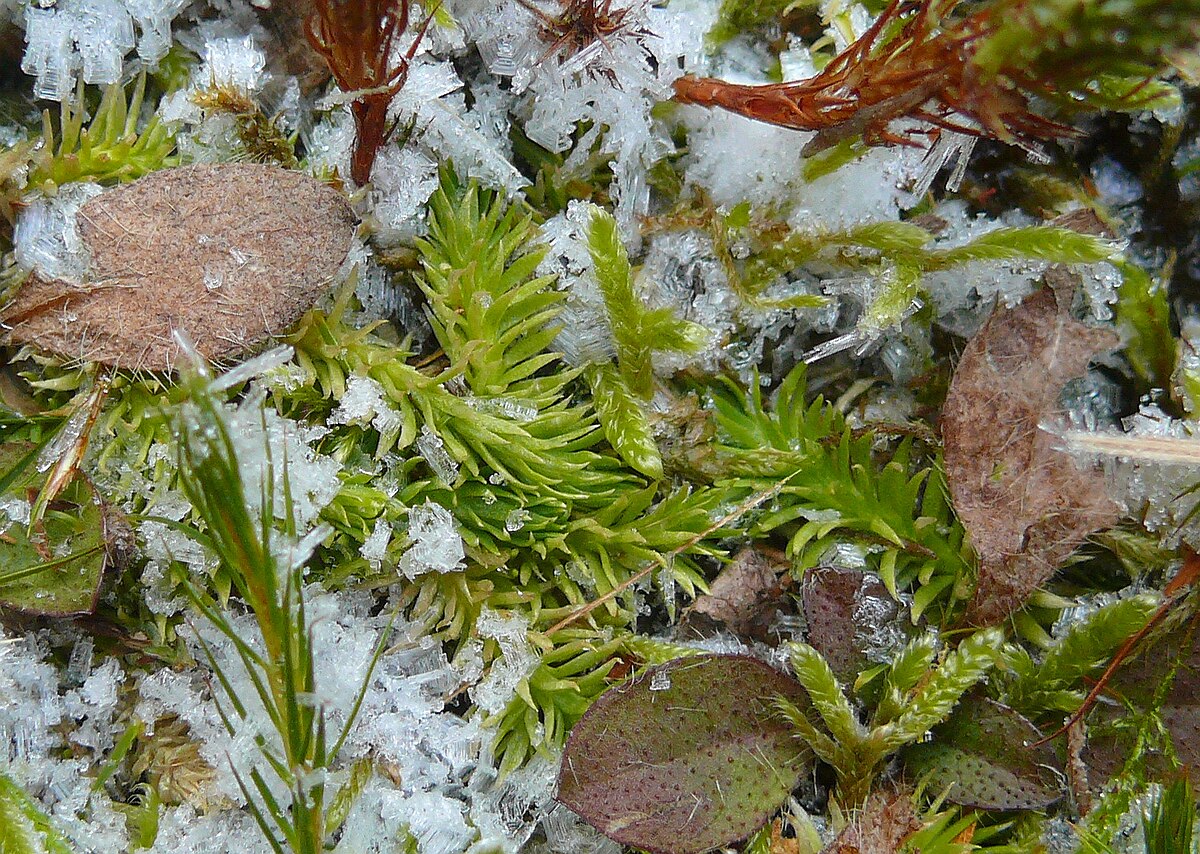 Lycopodiella inundata