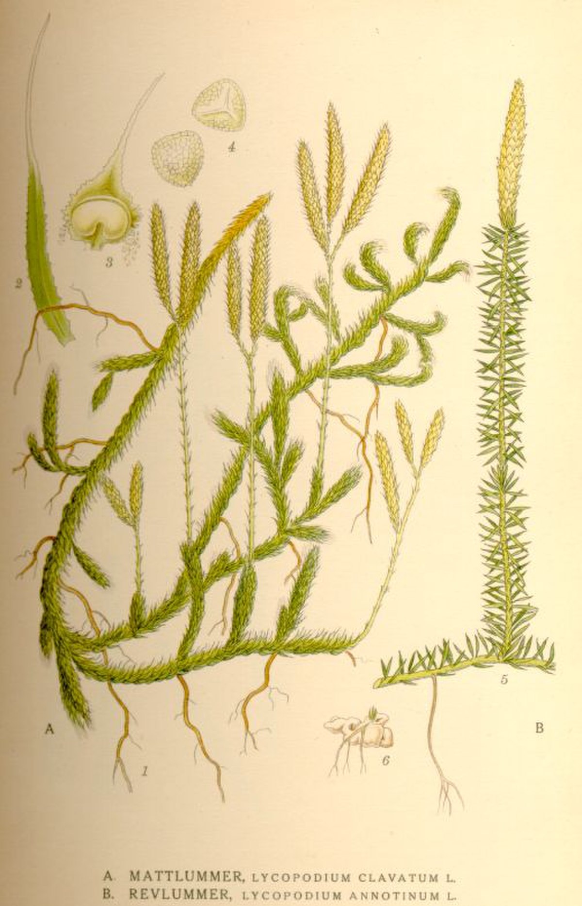 Lycopodium