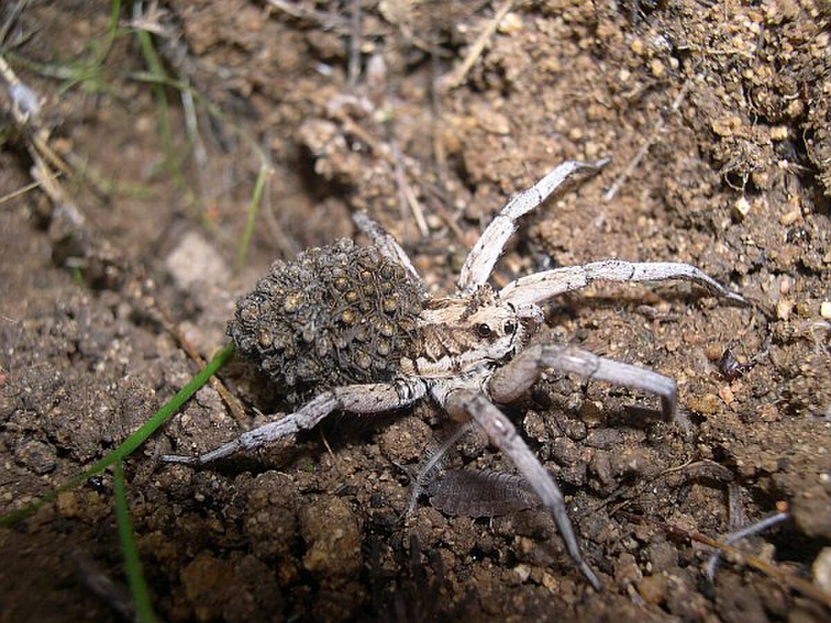 Lycosa