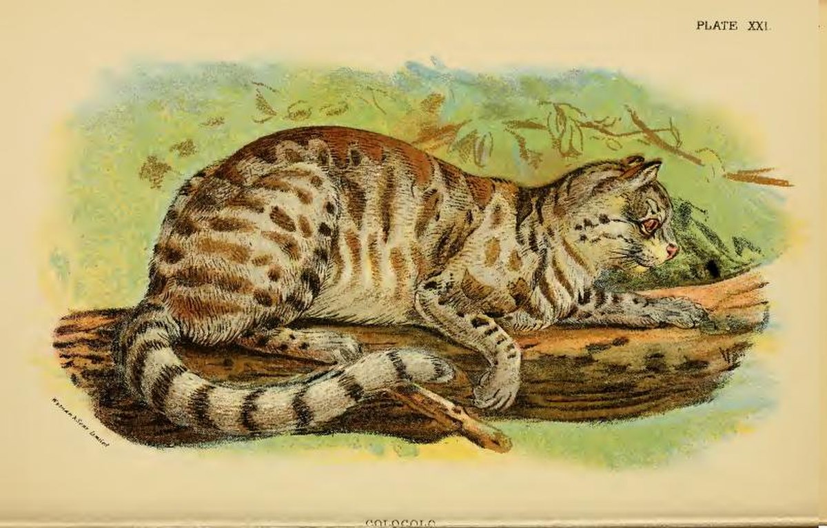 Chat des pampas