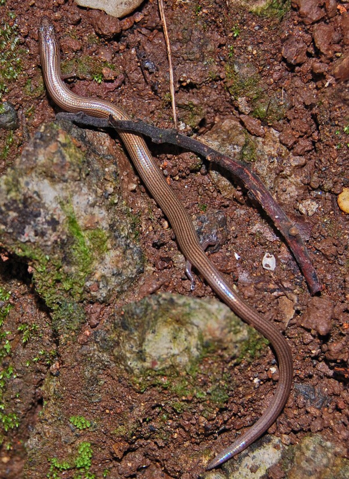 Lygosoma