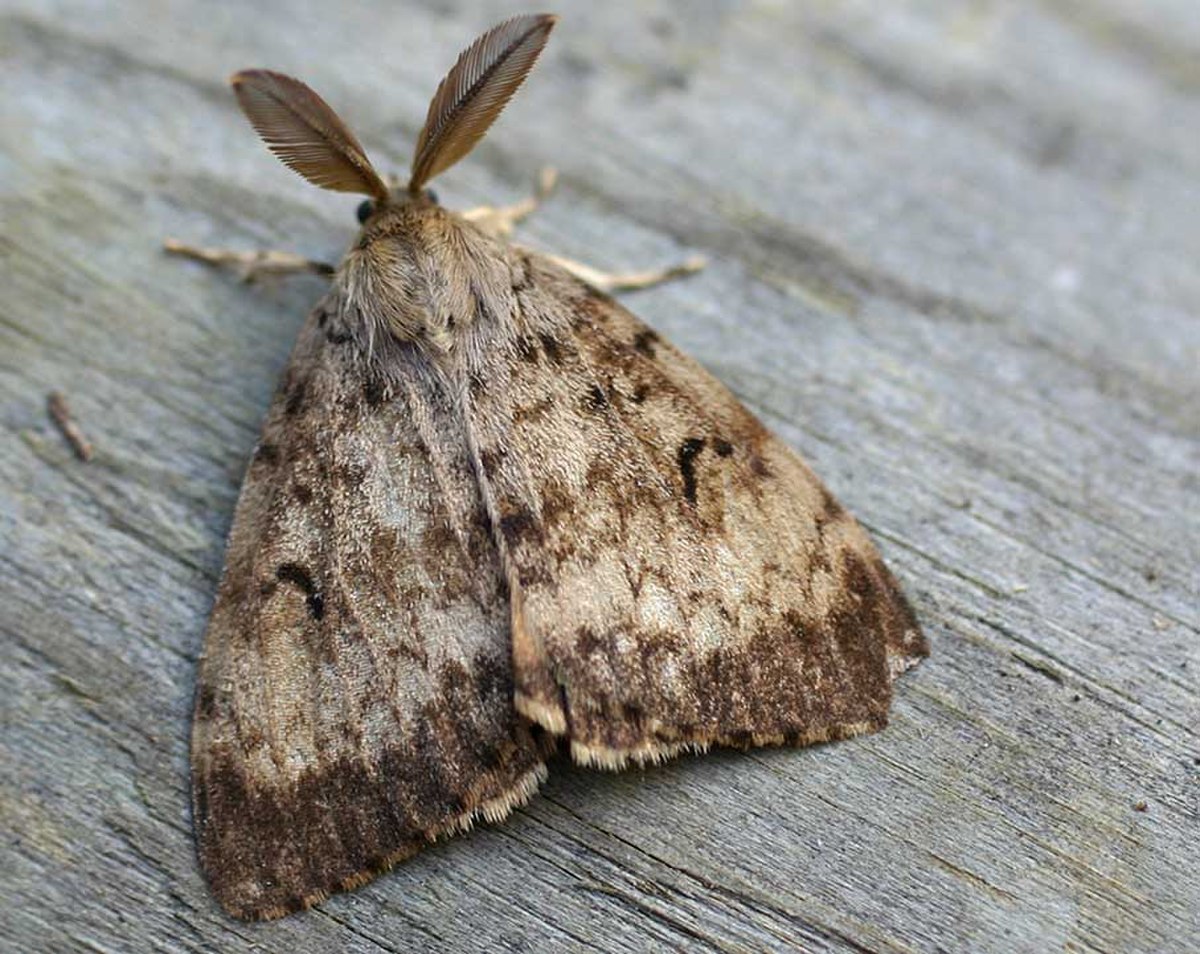 Lymantriinae