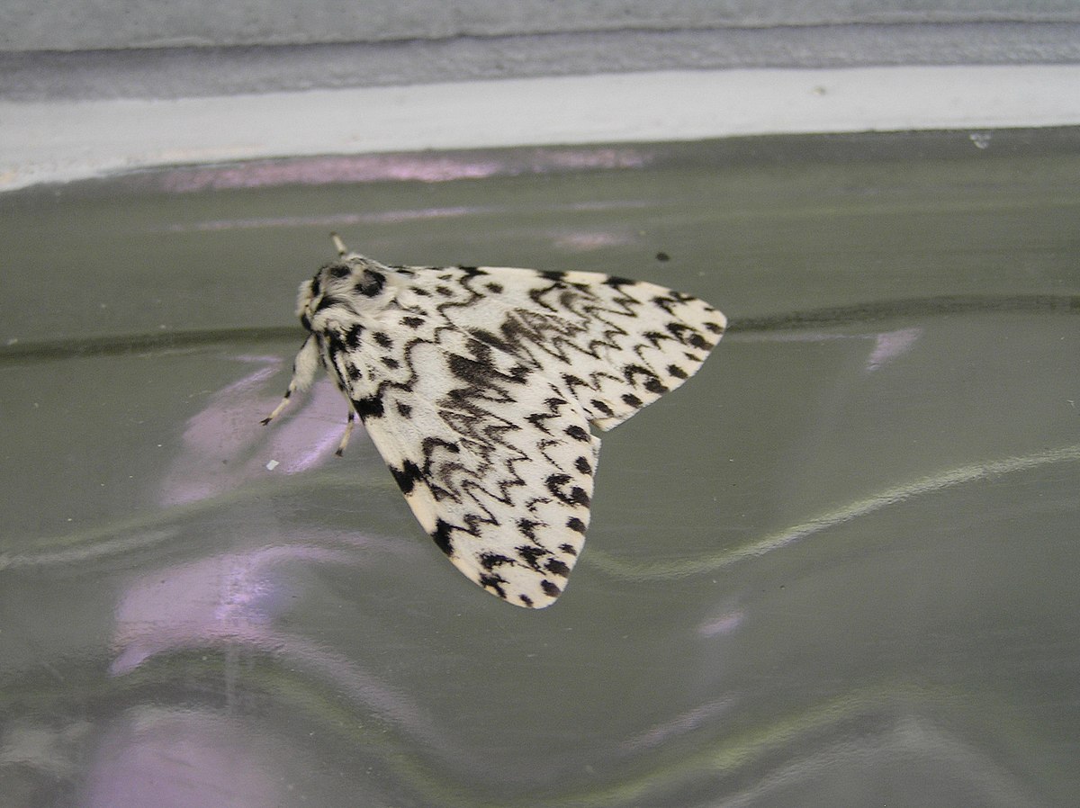 Lymantria monacha