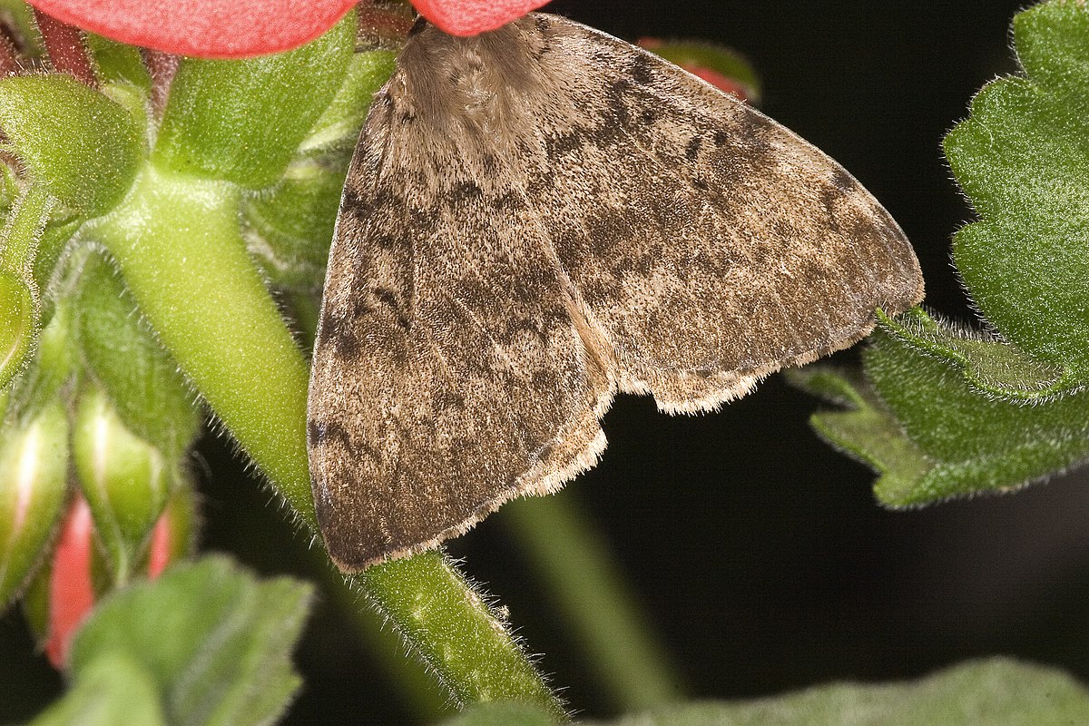 Bombyx disparate