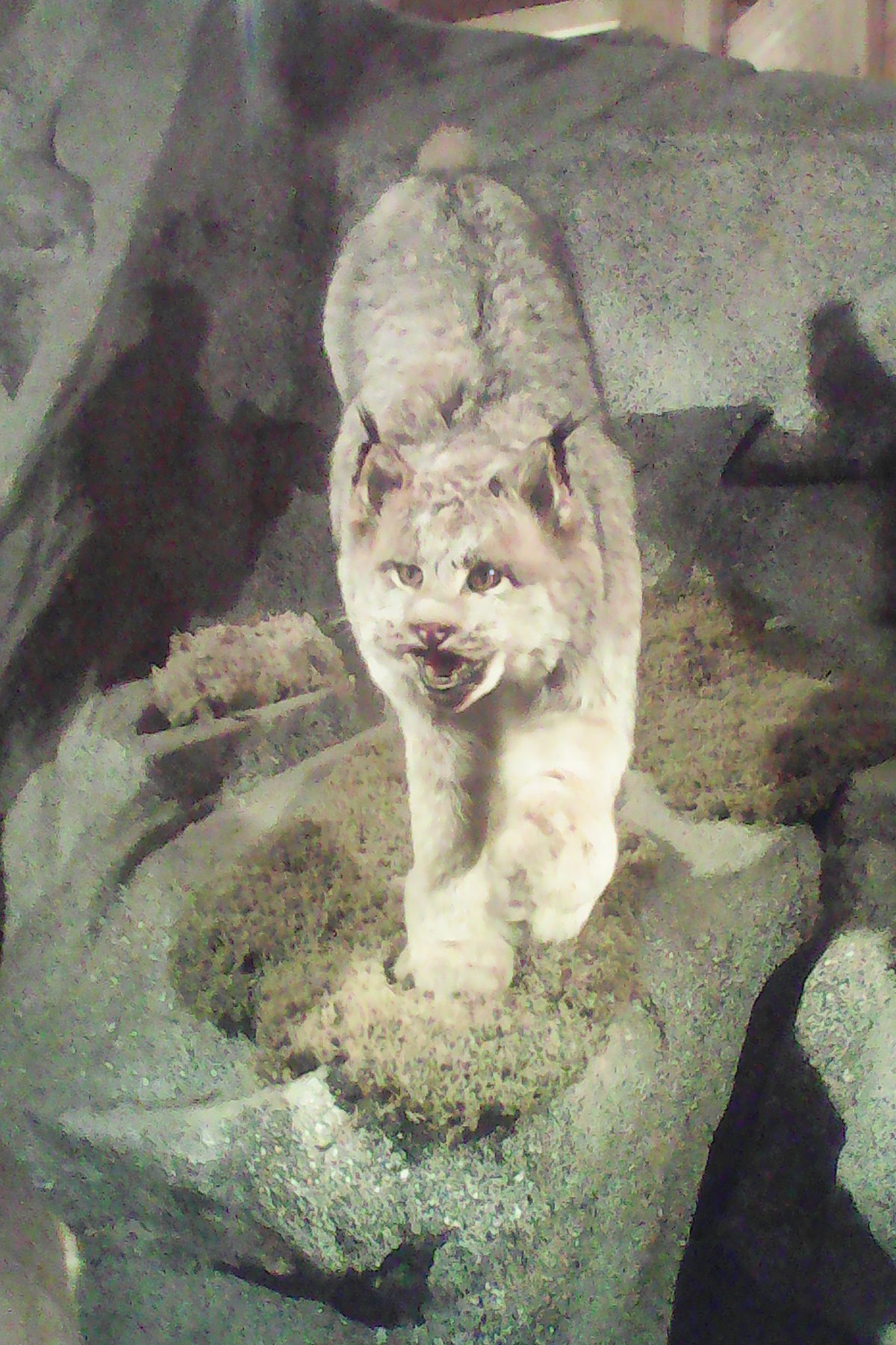 Lynx du Canada (Lynx canadensis)