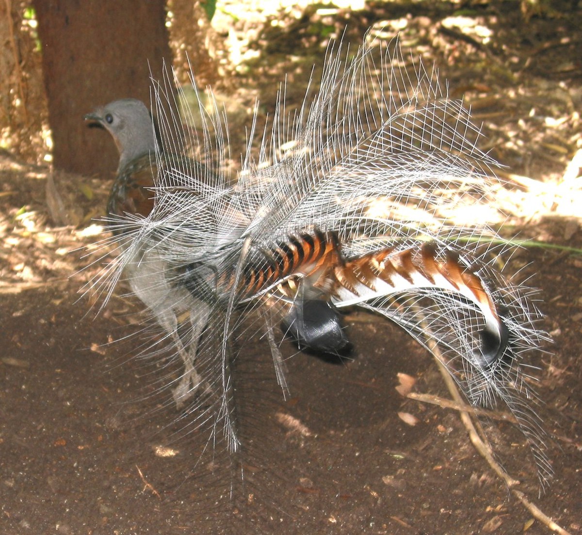 Menuridae