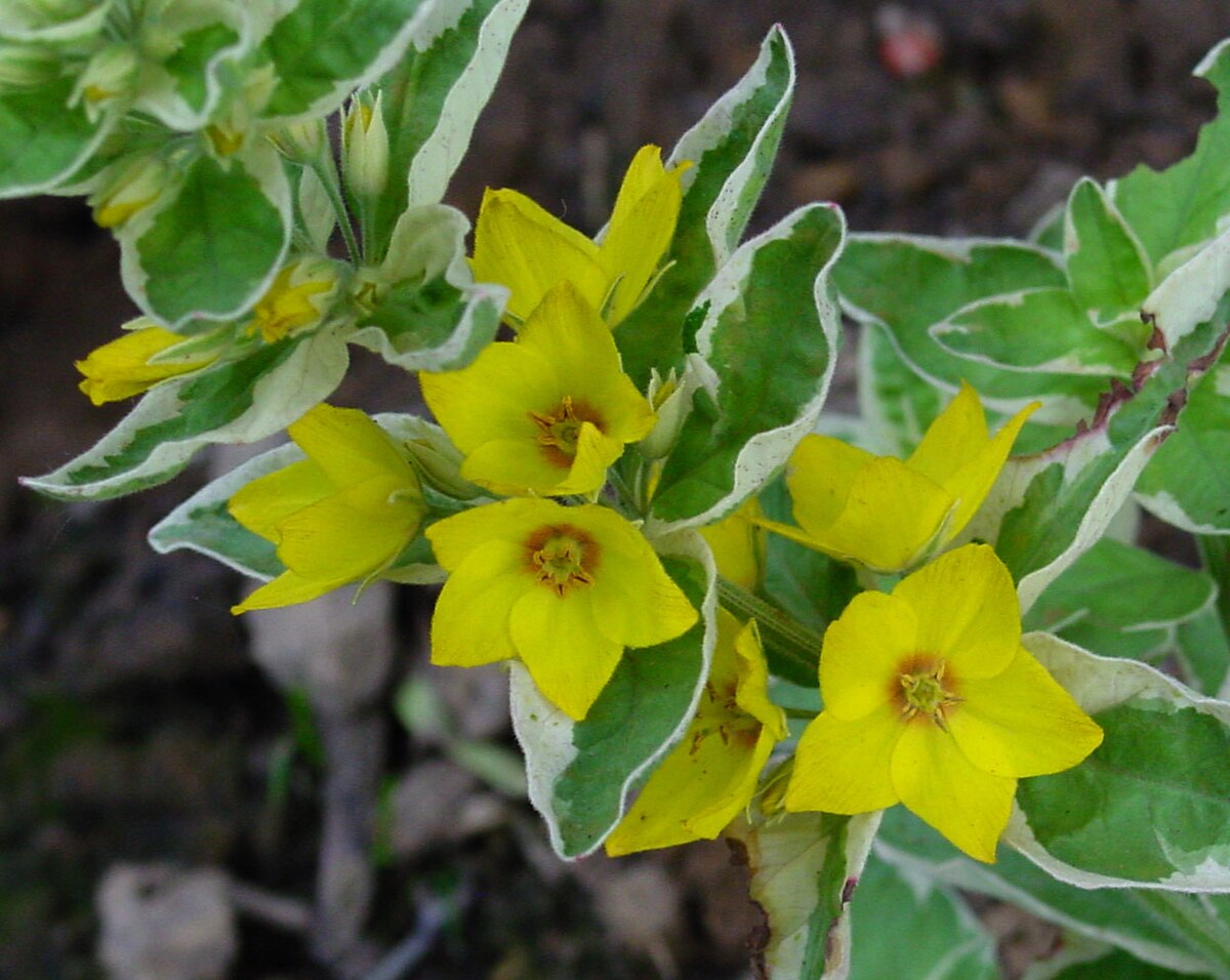Lysimachia