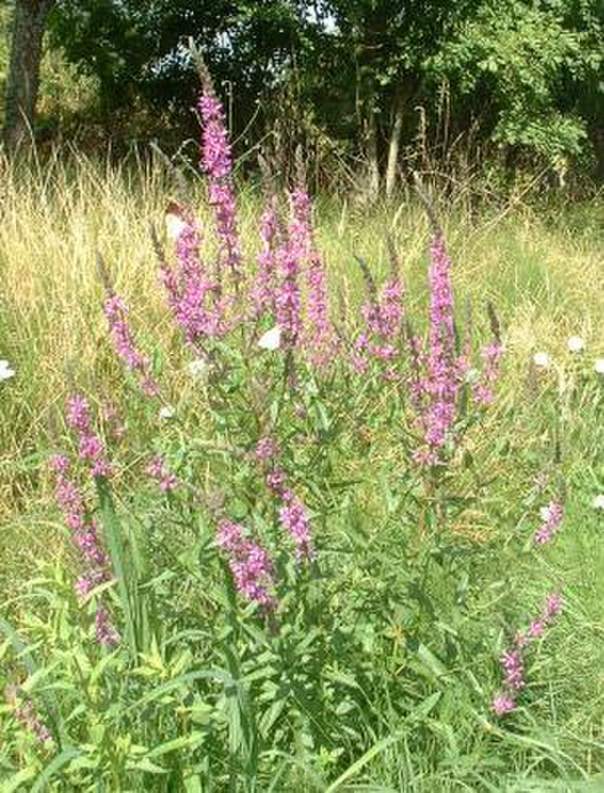Salicaire commune (Lythrum salicaria)