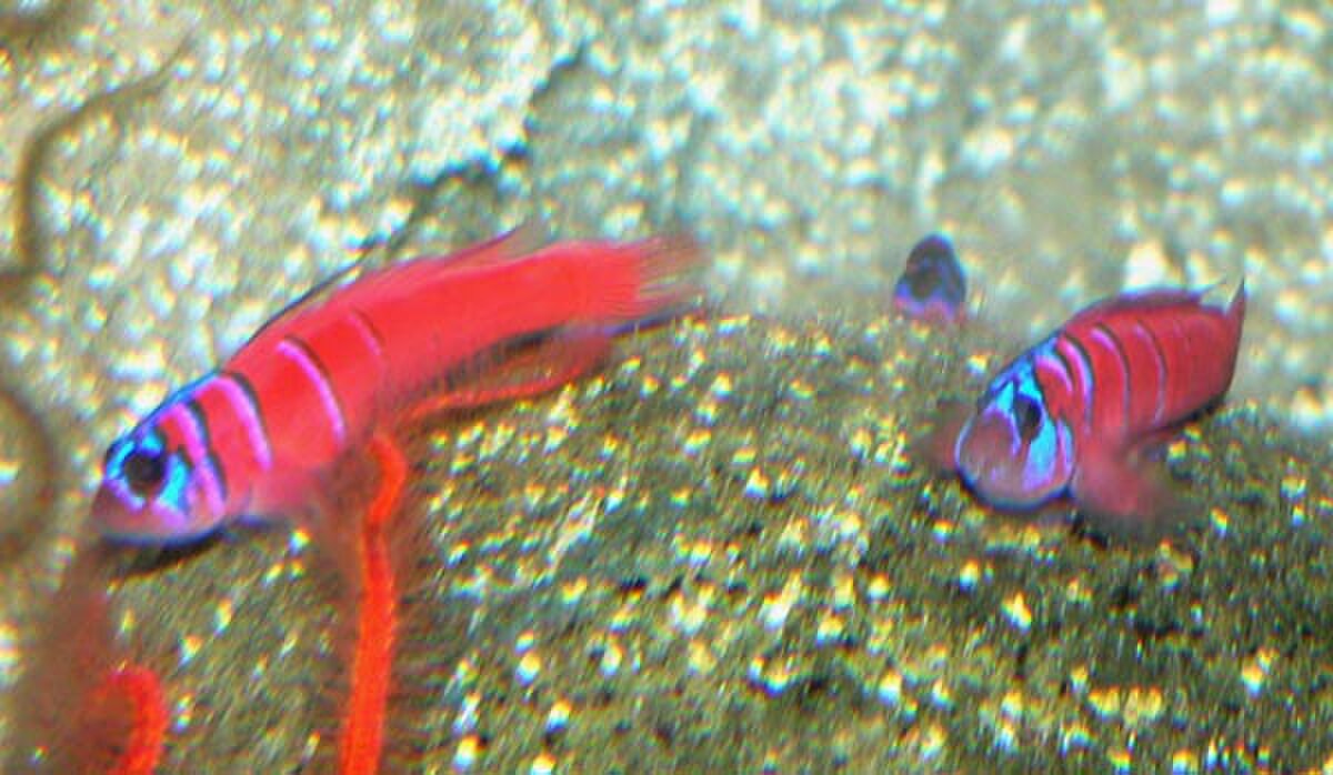 Lythrypnus dalli pair.jpg