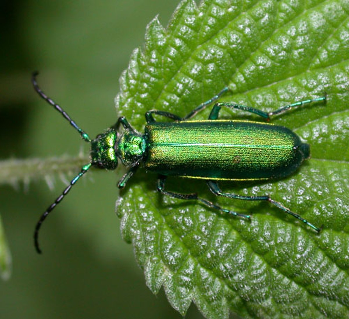 Cantharide officinale