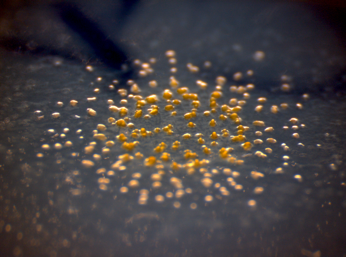 Myxobacteria