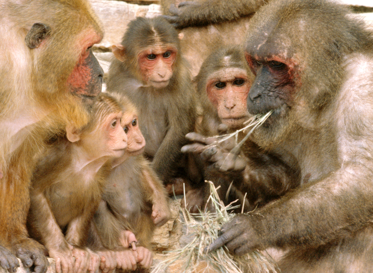 Macaque ours