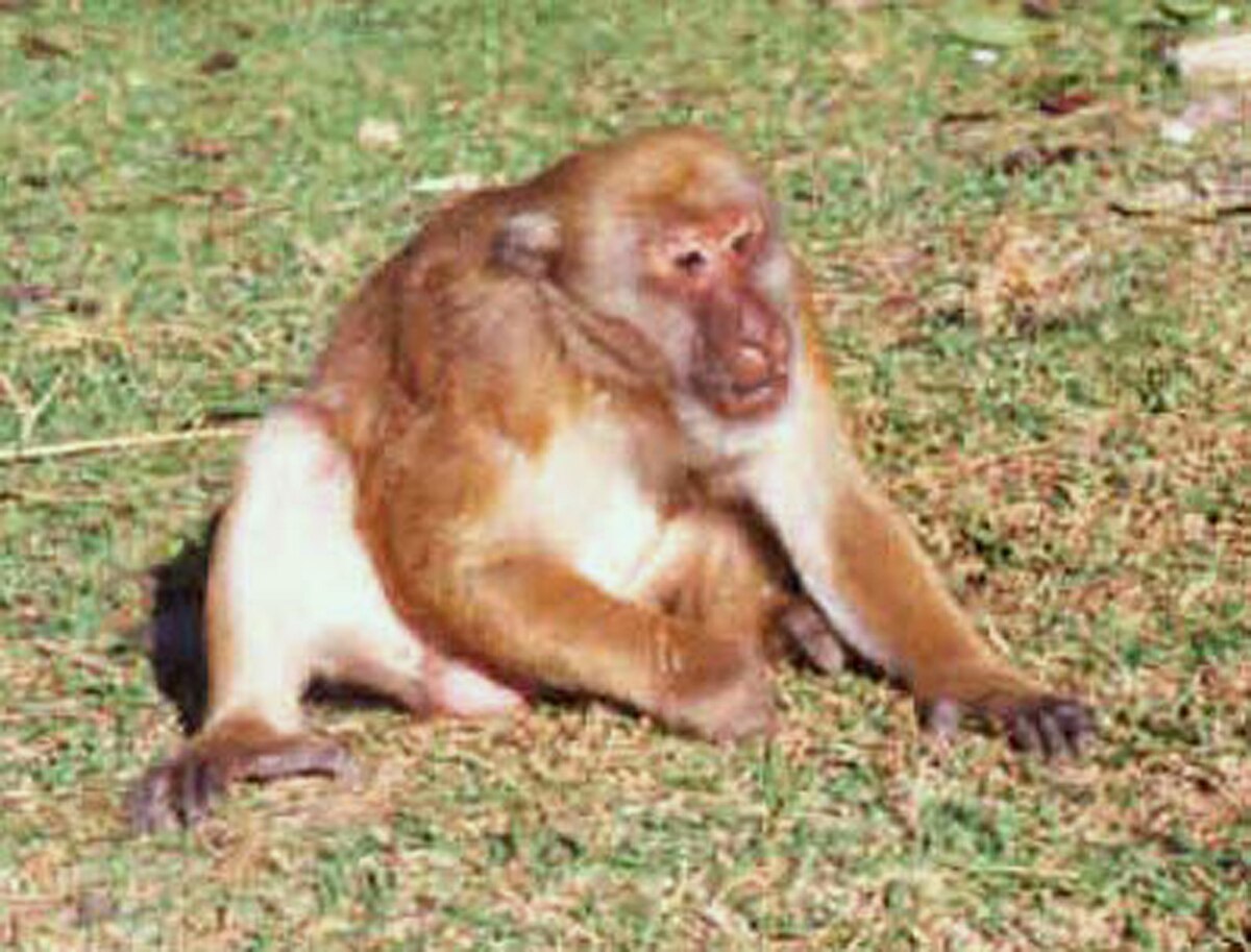 Macaque d'Assam