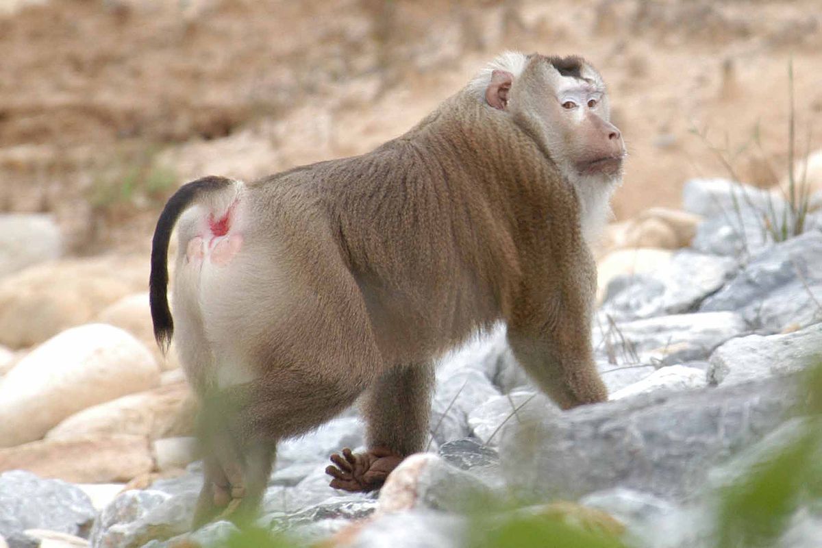 Macaque à queue de cochon